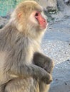 Japan monkey looking away Royalty Free Stock Photo