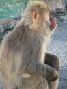 Japan monkey looking away Royalty Free Stock Photo