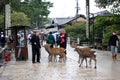 Japan : Nara Park