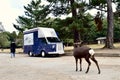 Japan Nara park deers and car