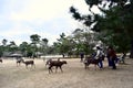 Japan Nara park deers play with people