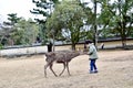 Japan Nara park deers play with people