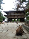 JAPAN. Nara. Todaiji Temple