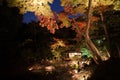 Japan night autumn