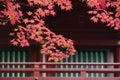 Japan Nikko Rinnoji Temple Maple tree in Fall colors close-up