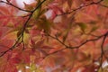 Japan Nikko Rinnoji Temple Maple tree in Fall colors close-up