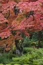 Japan Nikko Rinnoji Temple Maple trees in Fall colors