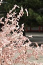 Japan omikuji fortunes Royalty Free Stock Photo