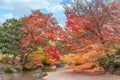 Vivid red and orange colored momiji maples in the Japanese garden of Expo \'70 Memorial Park in autumn. Royalty Free Stock Photo