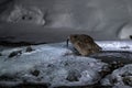Japan Owl hunting in cold water, Hokkaido, Japan. River bird with open wings. Blakiston\'s fish owl,