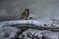 Japan Owl hunting in cold water, Japan. River bird with open wings. Blakiston\'s fish owl, Royalty Free Stock Photo