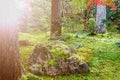 Japan park with boulders. Panorama of rockery rock garden. gardening background panoramic view. gardener backyard design element