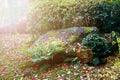 Japan park with boulders. Panorama of rockery rock garden. gardening background panoramic view. gardener backyard design element Royalty Free Stock Photo