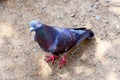 Japan Pigeon Royalty Free Stock Photo