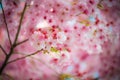 Japan pink sakura 01 Royalty Free Stock Photo