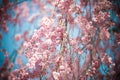 Japan Pink sakura 02 Royalty Free Stock Photo