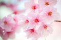 Japan Pink sakura 03 Royalty Free Stock Photo