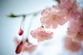 Japan Pink sakura 04 Royalty Free Stock Photo