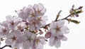 Japan Pink sakura Royalty Free Stock Photo