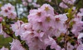 Japan Pink sakura