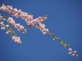 Japan pink sakura with blue sky background Royalty Free Stock Photo