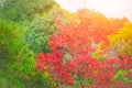 Japan red maple. Color of Nature Autumn Season Royalty Free Stock Photo