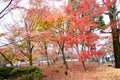 Japan red maple leaves in japanese garden, Eikando Temple Kyoto, Japan autumn season Royalty Free Stock Photo