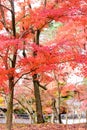 Japan red maple leaves in japanese garden, Eikando Temple Kyoto, Japan autumn season Royalty Free Stock Photo