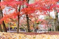 Japan red maple leaves in japanese garden, Eikando Temple Kyoto, Japan autumn season Royalty Free Stock Photo