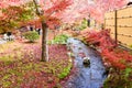 Japan red maple leaves in japanese garden, Eikando Temple Kyoto Royalty Free Stock Photo