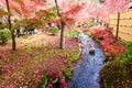 Japan red maple leaves in japanese garden, Eikando Temple Kyoto, Japan autumn season Royalty Free Stock Photo