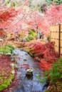 Japan red maple leaves in japanese garden, Eikando Temple Kyoto, Japan autumn season Royalty Free Stock Photo