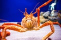 Japan's giant spider crab