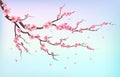 Japan sakura branches with cherry blossom flowers and falling petals isolated on white background vector illustration Royalty Free Stock Photo