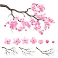 Japan sakura cherry branch with blooming flowers Royalty Free Stock Photo