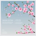 Japan Sakura Flower with Blooming Flowers