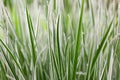 Japan sedge Royalty Free Stock Photo