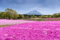 Japan Shibazakura Festival with the field of pink moss of Sakura or cherry blossom with Mountain Fuji Yamanashi, Japa Royalty Free Stock Photo