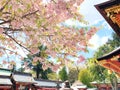 Japan-Shiogama Shrine and Cherry Blossom,spring Royalty Free Stock Photo