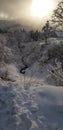 Japan snow trees sunrise stunning freezing landscape