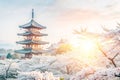 Japan temple sunrise cherry blossoms Royalty Free Stock Photo
