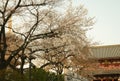 Japan,Tokyo-March 29,2019   Blooming  cherry tree  of Sakura with flowers in spring. Sakura blossom fullbloom in outdoor park with Royalty Free Stock Photo