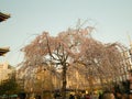 Japan,Tokyo-March 29,2019   Blooming  cherry tree  of Sakura with flowers in spring. Sakura blossom fullbloom in outdoor park with Royalty Free Stock Photo