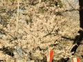 Japan,Tokyo-March 29,2019   Blooming  cherry tree  of Sakura with flowers in spring. Sakura blossom fullbloom in outdoor park with Royalty Free Stock Photo