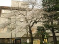 Japan,Tokyo-March 29,2019   Blooming  cherry tree  of Sakura with flowers in spring. Sakura blossom fullbloom in outdoor park with Royalty Free Stock Photo