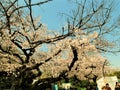 Japan,Tokyo-March 29,2019   Blooming  cherry tree  of Sakura with flowers in spring. Sakura blossom fullbloom in outdoor park with Royalty Free Stock Photo