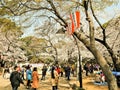 Japan,Tokyo-March 29,2019   Blooming  cherry tree  of Sakura with flowers in spring. Sakura blossom fullbloom in outdoor park with Royalty Free Stock Photo