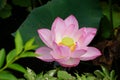 Lotus in Shinto Pond, Ueno Park, Tokyo, Japan Royalty Free Stock Photo