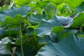 Lotus in Shinto Pond, Ueno Park, sparrow Tokyo, Japan Royalty Free Stock Photo