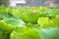 Lotus in Shinto Pond, Ueno Park,  Tokyo, Japan Royalty Free Stock Photo